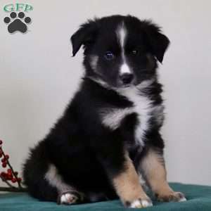 Hummer, Miniature Australian Shepherd Puppy